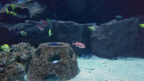 Tropical-fish-going-swimming-into-and-out-of-artificial-reef-hide-near-boulders