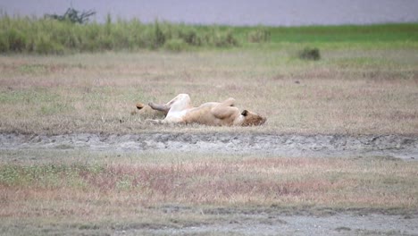 Lioness-laying-in-the-grass-of-the-savannah-on-her-back-with-face-up