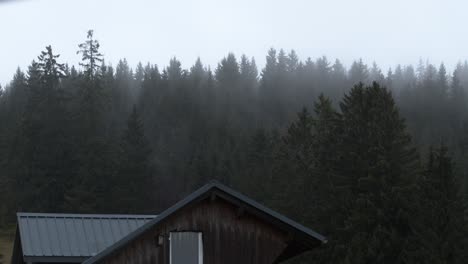 La-Niebla-Atraviesa-Un-Bosque