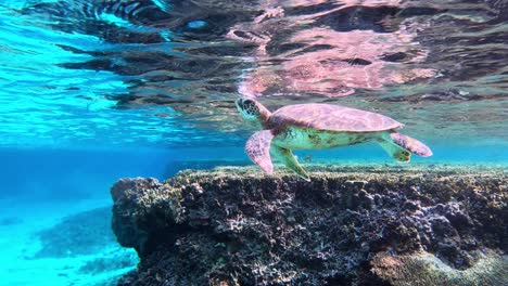 Green-Sea-Turtle-Swimming-Up-For-A-Breath-Of-Fresh-Air---underwater,-side-view