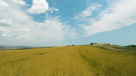 Yellow-crop-blades-in-farming-field-below-blue-sky-in-summer,-Georgia