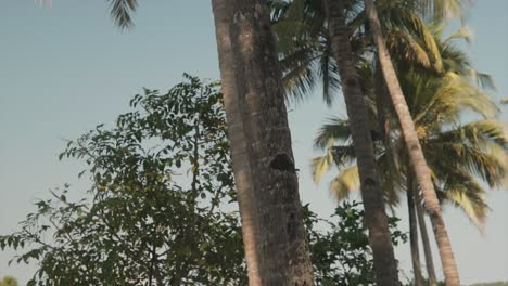 An-attractive-carefree-Caucasian-lady-standing-at-the-base-of-a-palm-tree-in-the-morning-sunshine,-tilting-up-to-reveal-the-enormous-size-of-the-giant-tree,-India