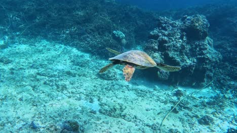 Green-Sea-Turtle-Swimming-Over-Coral-Reef-And-White-Sand