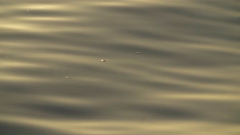 Close-up,-golden-sunlight-reflection-shining-on-calm-ocean-water-surface
