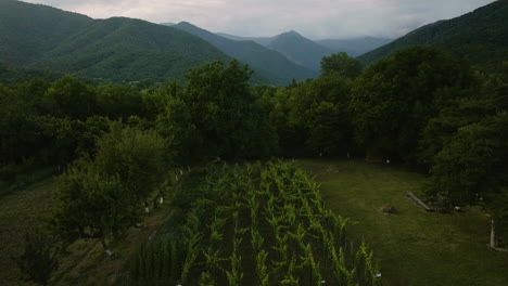 Small-vineyard-in-Artana-Winery-at-dusk-surrounded-by-trees-in-Georgia