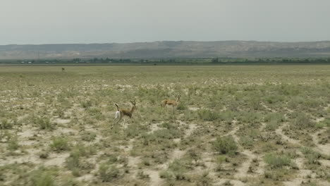 Goitered-gazelle-antelope-trotting-in-bushy-Vashlovani-steppe,-Georgia