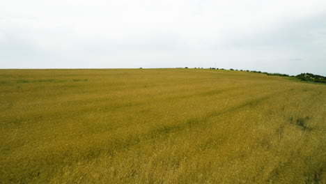 Vast-yellow-wheat-field-below-clouded-sky-in-Vashlovani,-Georgia