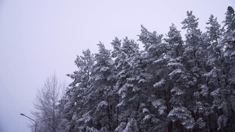 The-shot-of-snowy-pine-tree-tops-in-the-forest-in-winter-on-cloudy-day