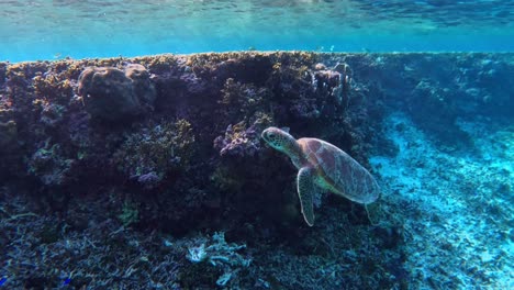 Nahaufnahme-Einer-Kleinen-Meeresschildkröte,-Die-Unter-Dem-Tropischen-Blauen-Meer-Schwimmt