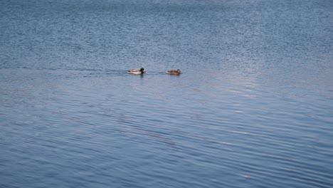 Zwei-Enten-Schwimmen-Stromaufwärts-Im-Teich-Oder-Fluss,-Ruhiges,-Klares,-Blaues,-Türkisfarbenes-Wasser
