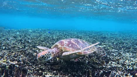 Close-up-of-turtle-swimming--underwater,-side-view