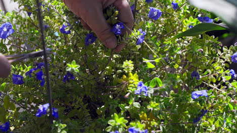 Nahaufnahme-Gärtner-Hand-Trimmen-Blaue-Blume-Bürste,-Nahaufnahme-Erschossen