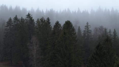 Nebel-Geht-Durch-Einen-Wald