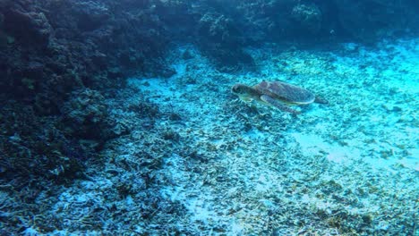 Meeresschildkröte-Schwimmt-Durch-Kristallklares-Wasser---Unter-Wasser,-Seitenansicht