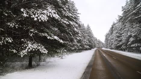 The-shot-of-snowy-pine-tree-forest-landscape-near-the-asphalt-road-in-winter