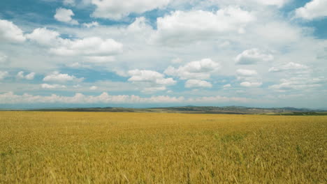 Bright-yellow-wheat-field-under-blue-sky-with-clouds-in-summer-breeze