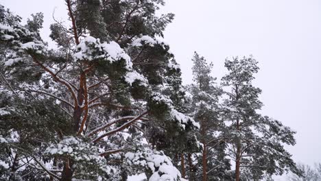 The-shot-of-snowy-pine-tree-forest-landscape-with-outdoor-furniture-in-winter