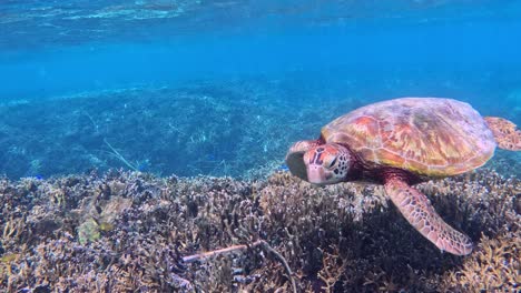 Nahaufnahme-Einer-Jugendlichen-Meeresschildkröte,-Die-Unter-Dem-Tropischen-Blauen-Meer-Schwimmt
