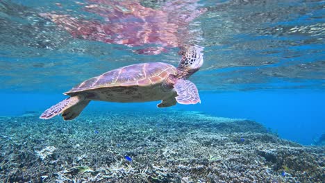 Nahaufnahme-Einer-Kleinen-Grünen-Meeresschildkröte,-Die-Unter-Dem-Tropischen-Blauen-Meer-Schwimmt