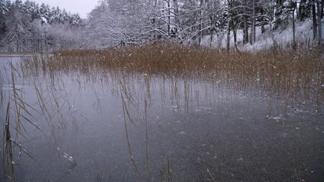 Ein-Schuss-Von-Zugefrorenem-See-Umgeben-Von-Kiefernwald-Im-Kalten-Winter