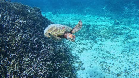 Grüne-Meeresschildkröte-Schwimmt-über-Korallenriff-Und-Weißem-Sand