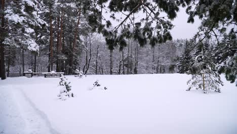 Der-Schuss-Der-Schneebedeckten-Kiefernwaldlandschaft-Im-Winter