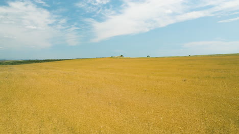 Ripe-yellow-crop-field-in-Vashlovani-below-blue-sky-in-summer,-Georgia