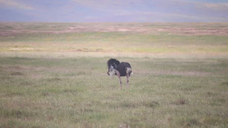 Male-ostrich-standing-alone-in-grasslands-during-a-mirage-of-heat