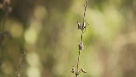 Up-close-of-a-dry-plant-in-a-forest-with-a-blurred-background-at-day-time