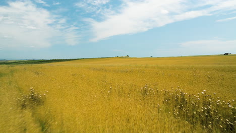 Bright-yellow-wheat-crop-fields-under-blue-sky-in-Vashlovani,-Georgia