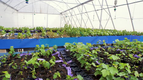 Many-rows-of-grapevine-plants-into-vases,-inside-the-controlled-environment-of-a-greenhouse,-watered-by-an-automated-irrigation-system
