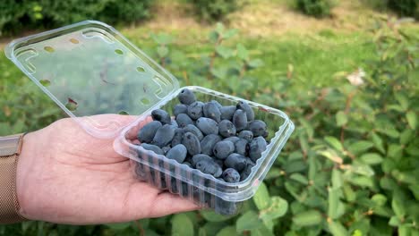Hand-holding-clamshell-filled-with-freshly-picked-Haskap-blueberries-on-a-berry-field