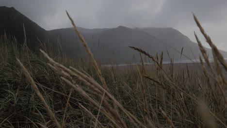 Close-up-shot-of-waving-dunes-grass-plants-during-foggy-day-with-Hoddevik-Mountains-in-background
