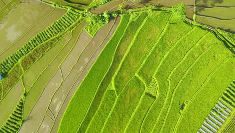 Headshot-of-green-rice-field-in-Magelang,-Indonesia