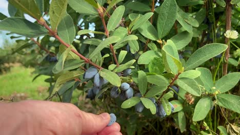 Hand-picking-ripe-blue-Honeysuckle-berry-from-an-overgrown-bush