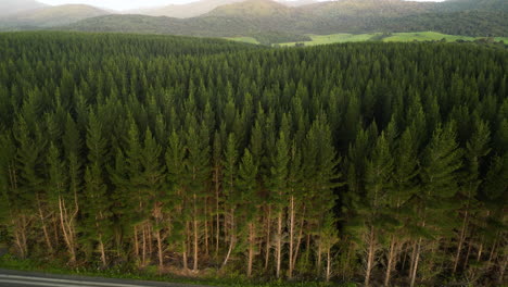 Aerial,-pine-tree-forest-deforestation-for-agriculture