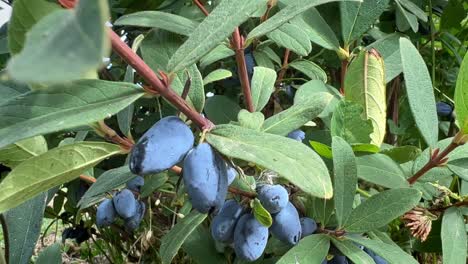 Ripe-blue-honeysuckle-berries-hanging-in-bunches-on-a-dense-bush