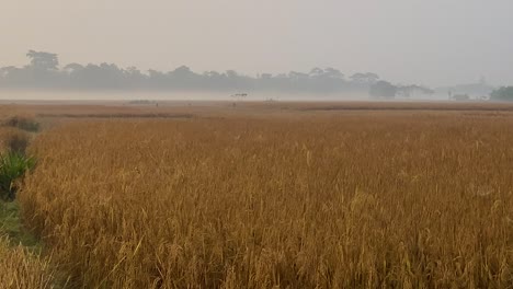 Establisher-shot-of-vast-Rice-paddy-field-in-Sylhet,-morning-fog-on-background