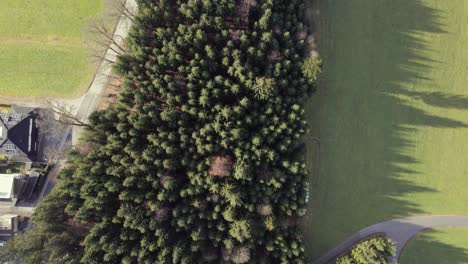 Aerial-bird's-eye-view-drone-of-a-monoculture-block-of-pine-trees-between-grassy-fields,-houses-and-a-road-leading-through-rural-countryside-valley-area-on-sunny-day,-Austria