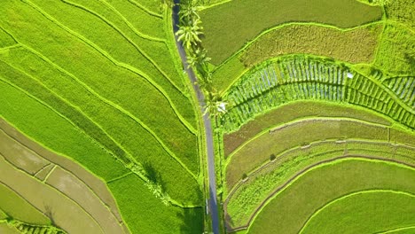 Rice-field-with-street-in-the-middle