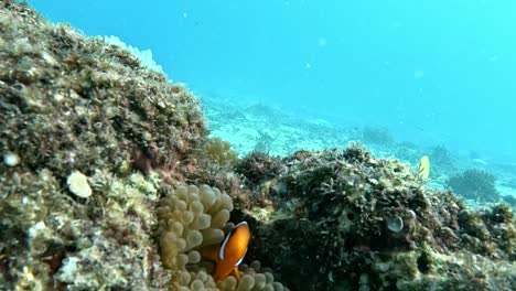 Clownfish-Swimming-Inside-A-Anemone
