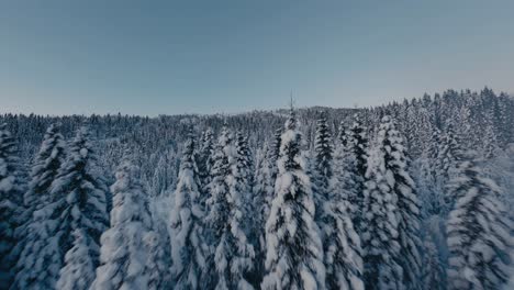 Fast-fpv-flight-between-snow-covered-conifer-trees-on-mountains-after-snowfall-in-Norway