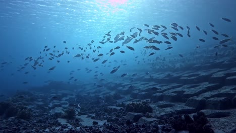 Silhouettierter-Fischschwarm,-Der-In-Tropischen-Gewässern-Schwimmt---Unterwasseraufnahme