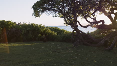Tabby-Cat-Sitting-On-The-Grass-On-The-Shore-Near-Wailea-Beach-In-Maui,-Hawaii