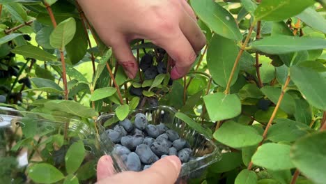 Hands-picking-Haskap-blueberries-inside-a-dense-bush-and-filling-a-clamshell-with-them