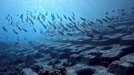 Silhouetted-School-Of-Reeffish-Swimming-In-Blue-Waters---Underwater-shot