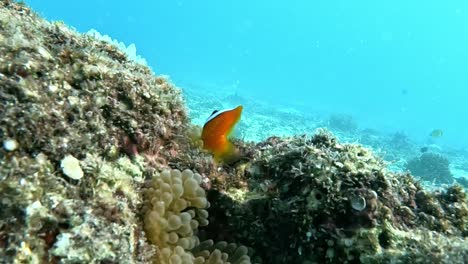 Clownfische-Schwimmen-In-Einer-Anemone-In-Tropischen-Gewässern