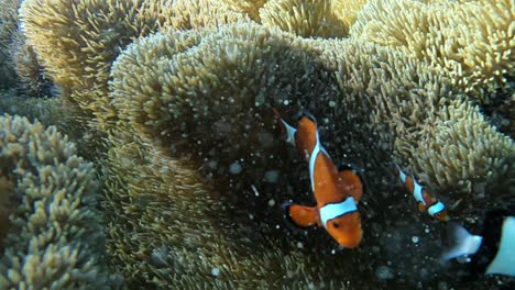 Cute-Clownfish-hiding-inside-an-anemone-in-crystal-clear-waters---Close-up