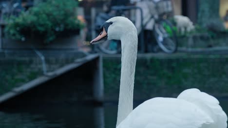 slow-motion-bokeh-shot-of-a-swan-swimming-around-and-drinking-in-the-canal-in-Rotterdam