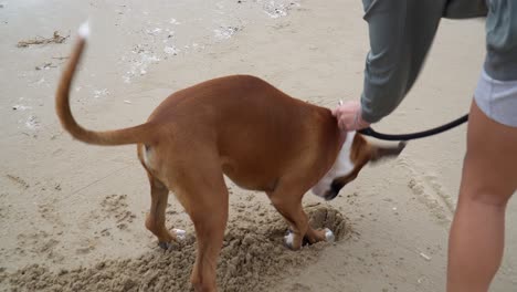 Unleashing-Boxer-Dog-Digging-Deep-In-Beach-Sand-Playing-Around-Joyfully